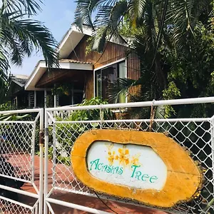 Pensión Acacias Tree